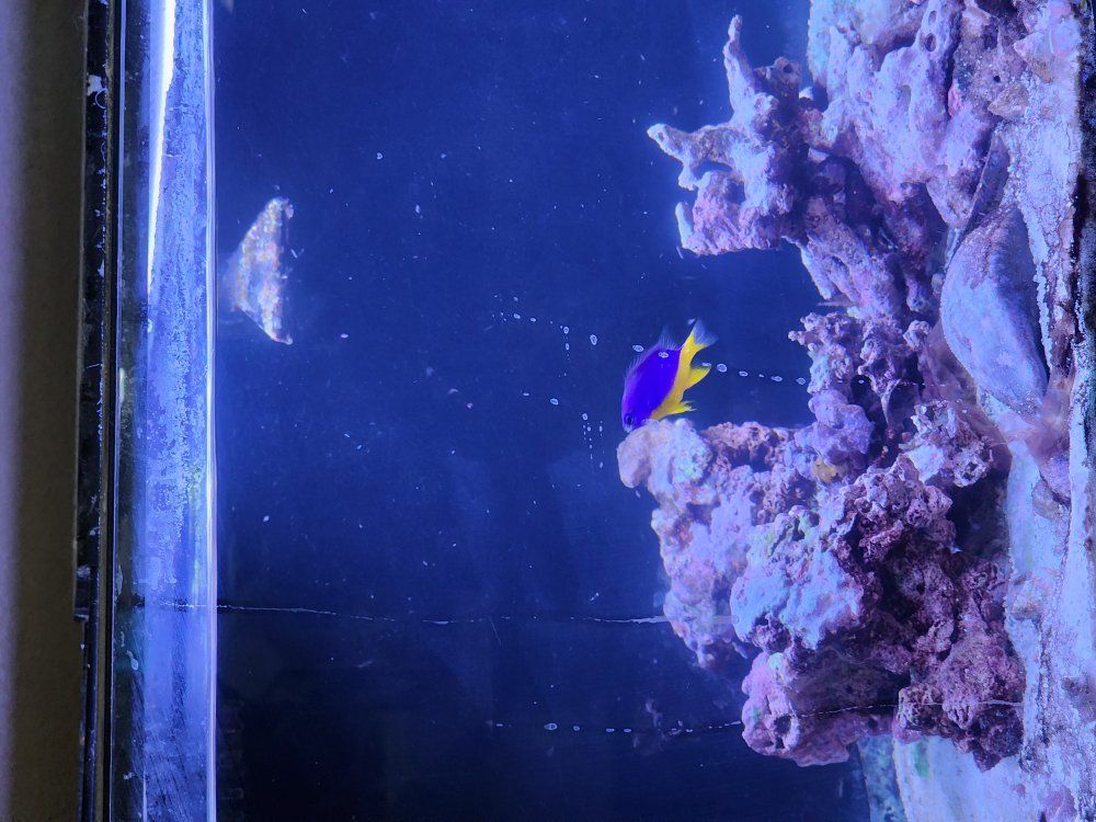 ssalt water tank, coral, live rock and supplies