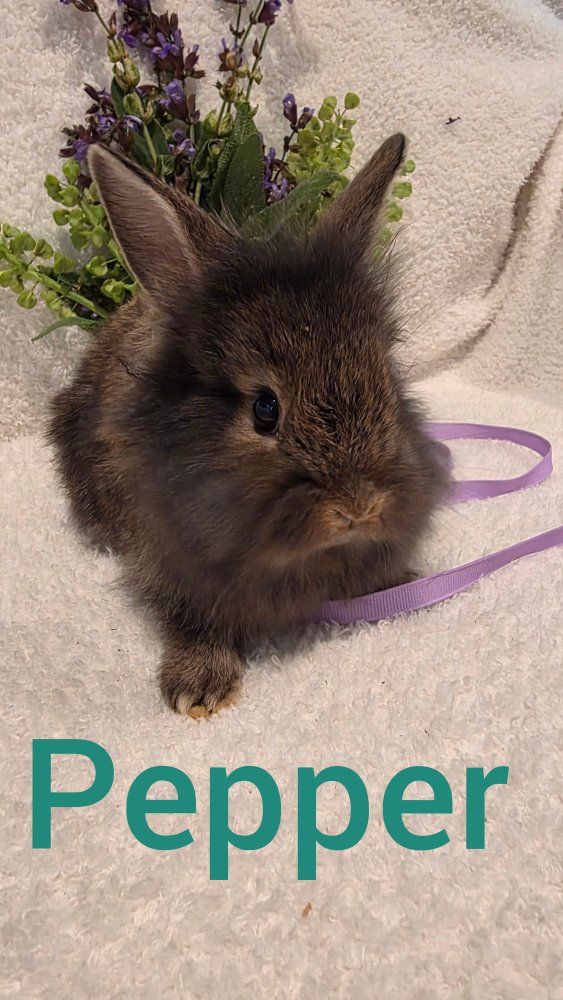 Adorable lionhead dwarf bunny