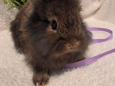 Adorable lionhead dwarf bunny