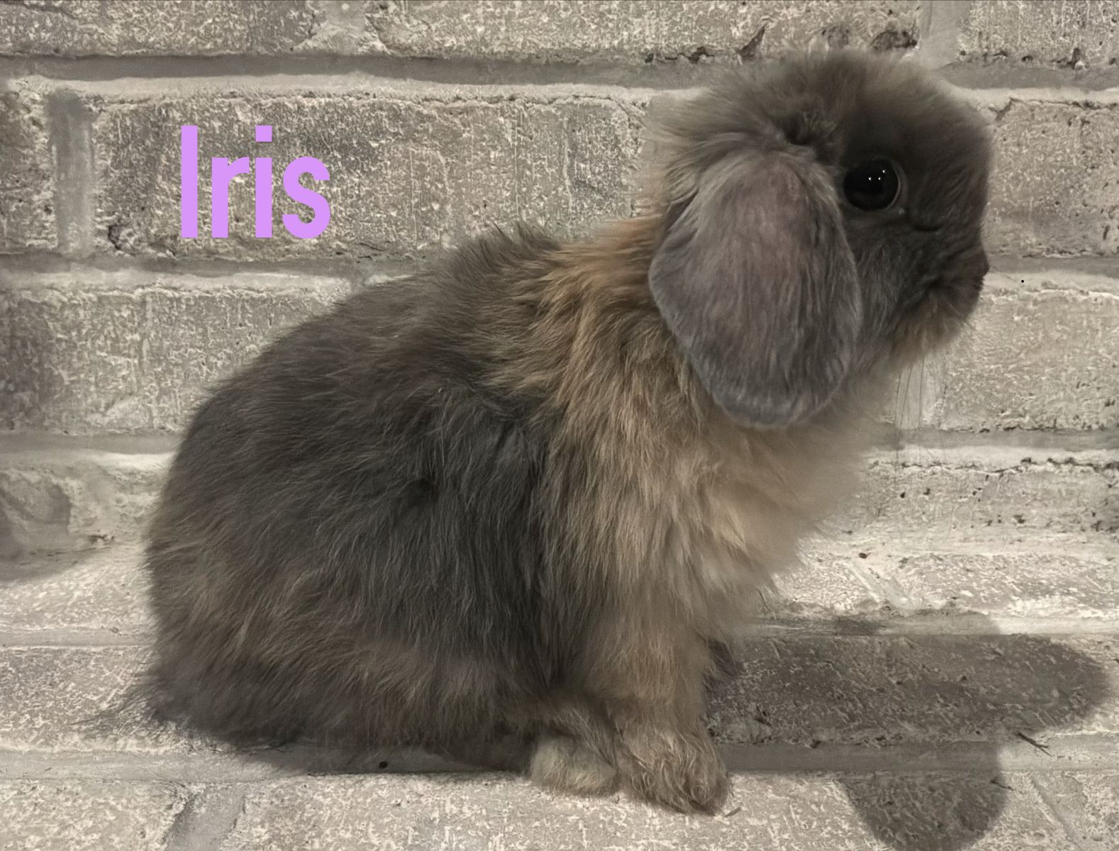 Purebred Holland Lop Bunnies With Pedigree
