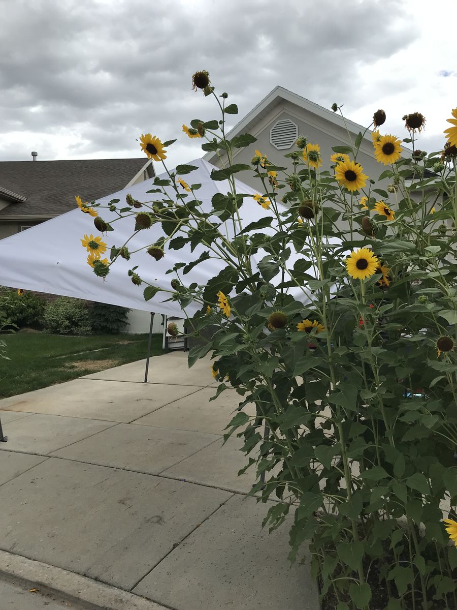 Lehi Neighborhood Yard Sale   Saturday, June 20;  8am-12 noon