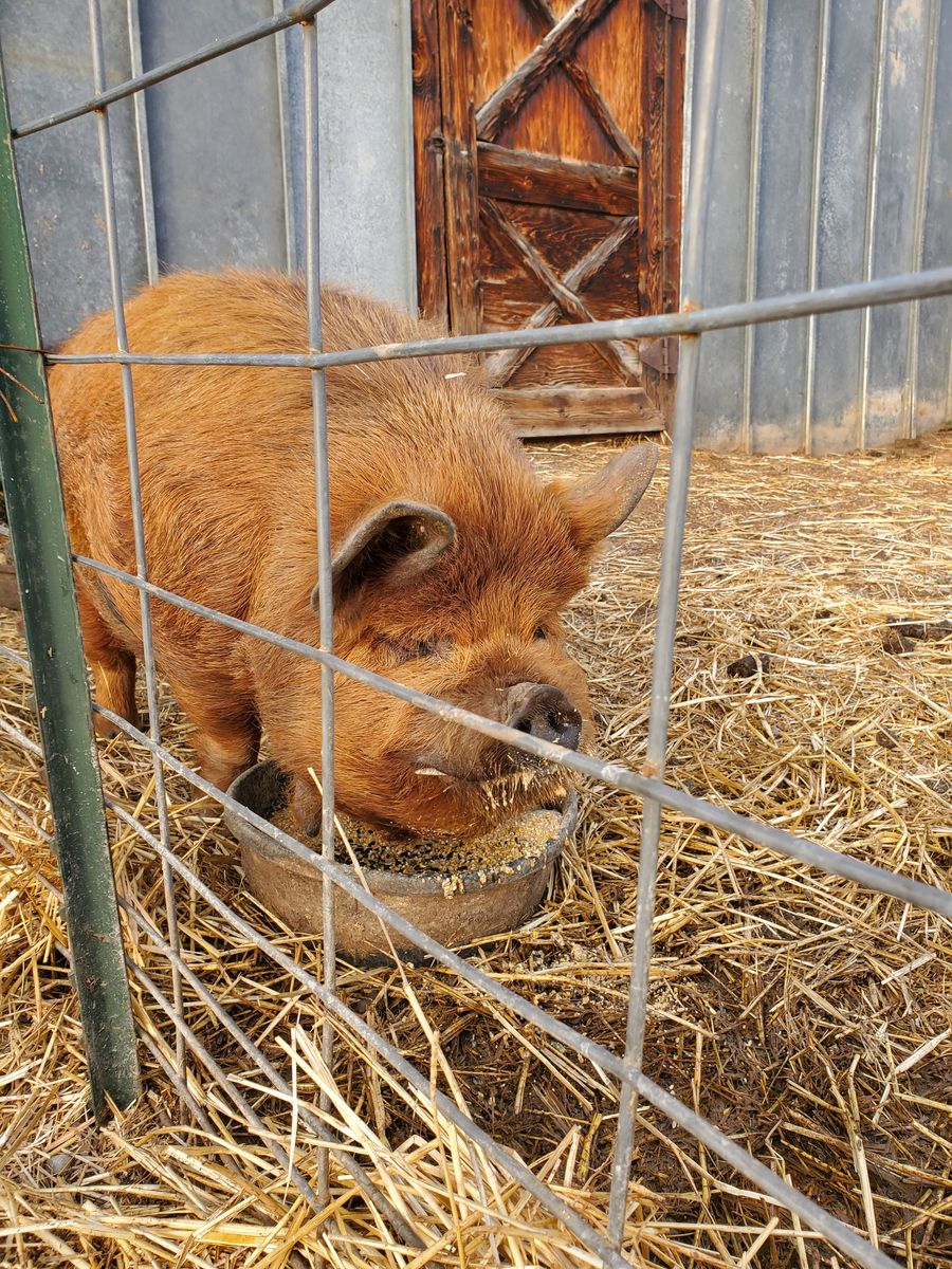 2 Year Old Kune Kune Bore Pig