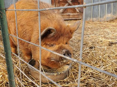 2 Year Old Kune Kune Bore Pig