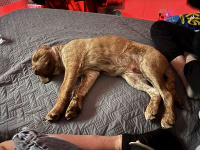 Puppy