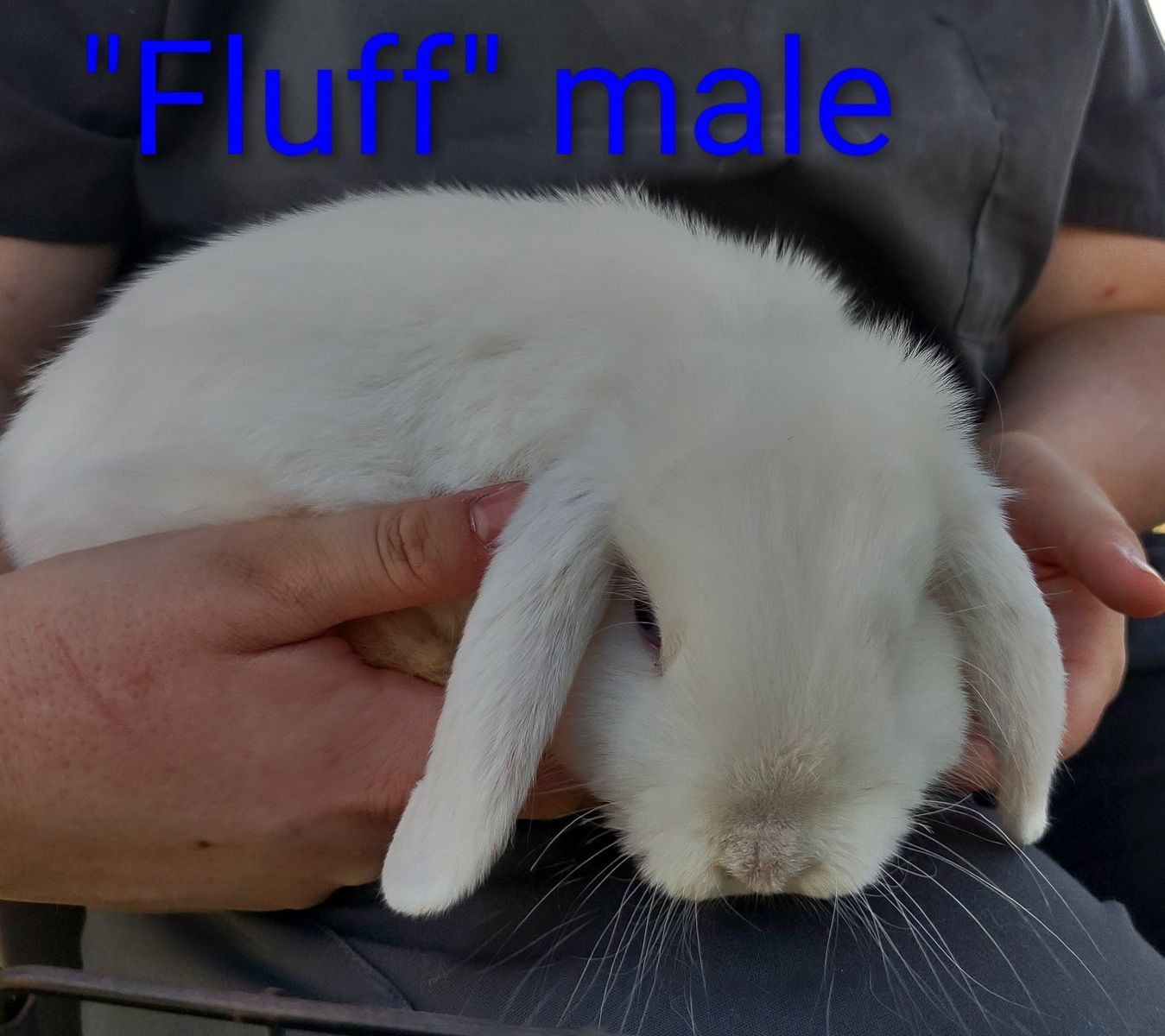 Main image 4