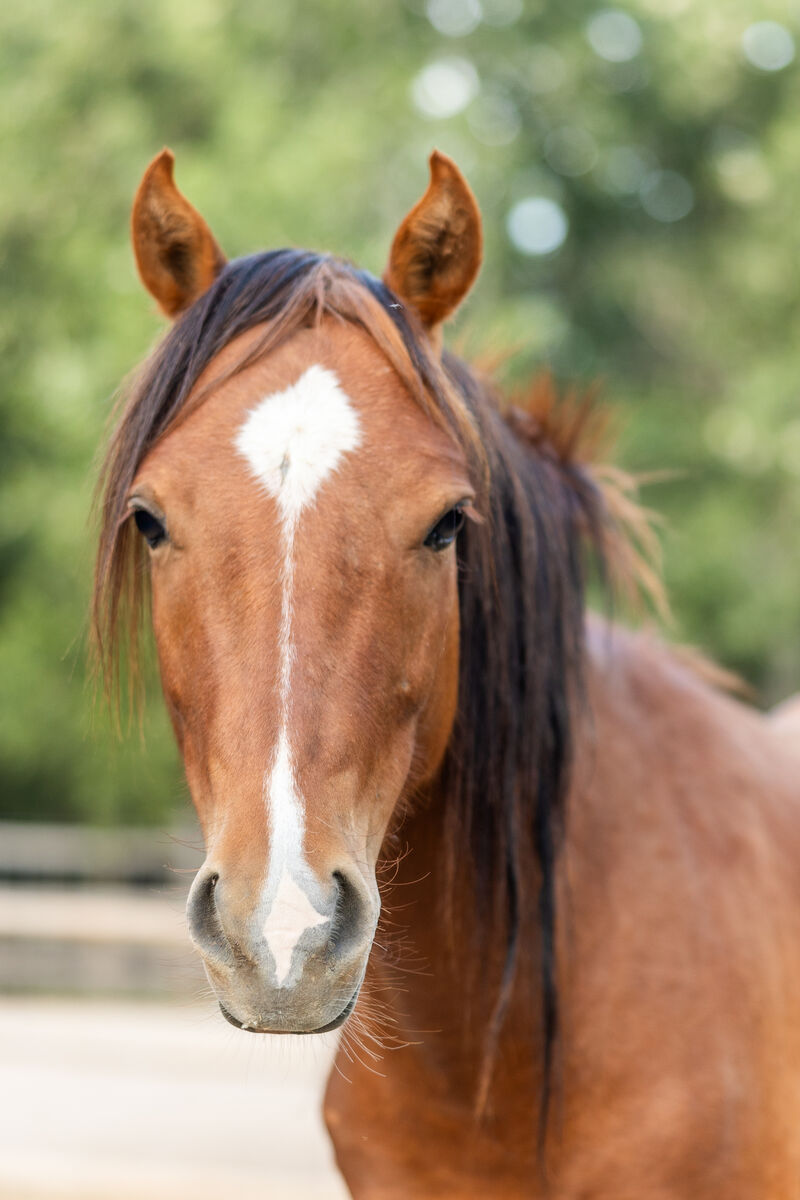 Adopt Rowan - 2022 Liberty Pony