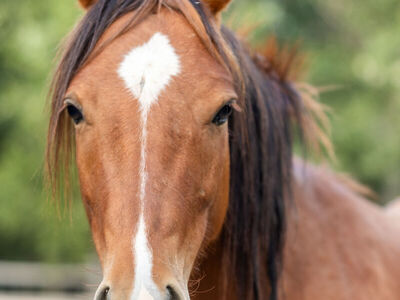 Adopt Rowan - 2022 Liberty Pony