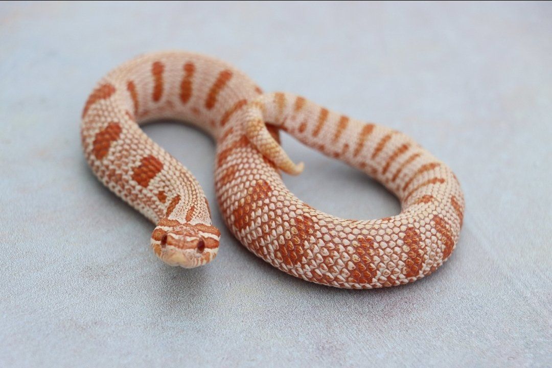 Extreme Red Arctic Albino Anaconda Hognose Snake (Female) Pet Only
