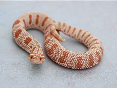 Extreme Red Arctic Albino Anaconda Hognose Snake (Female) Pet Only