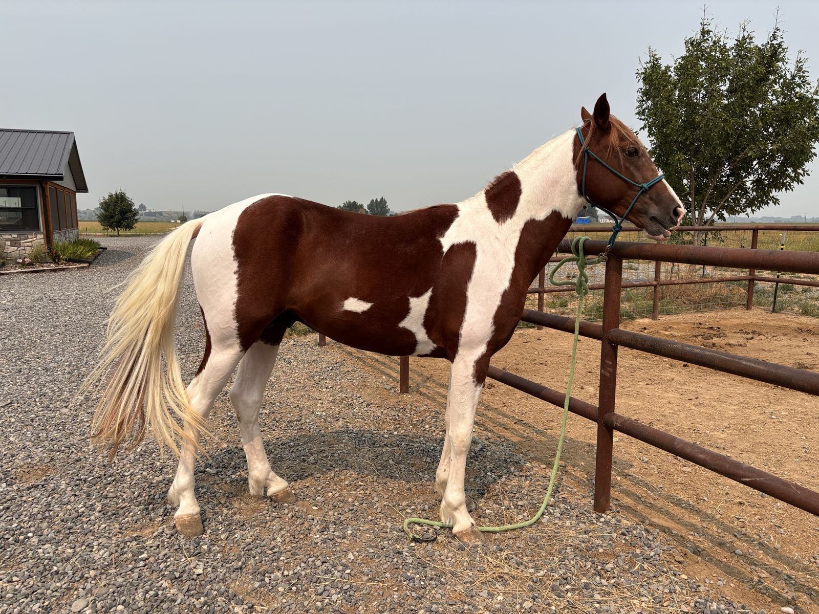 Gaited Standardbred stud Rowdy bloodlines