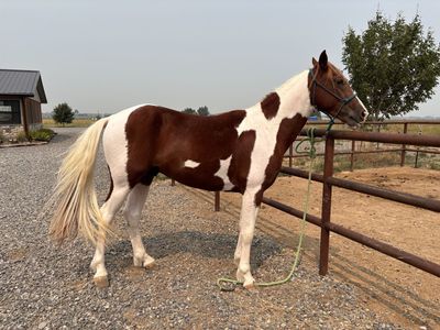 Gaited Standardbred stud Rowdy bloodlines