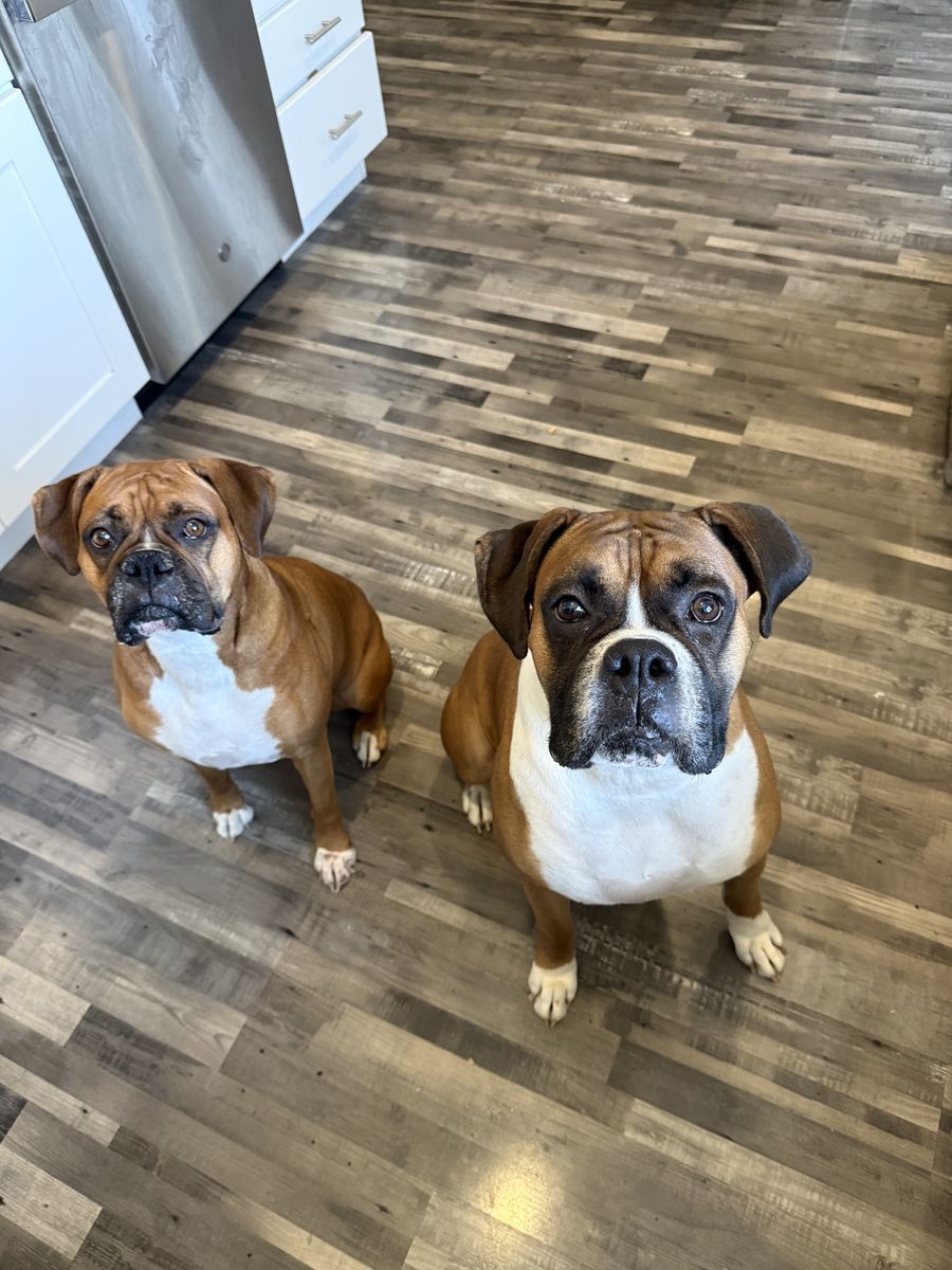 Loving Home Needed For Two Bonded Fawn Boxers