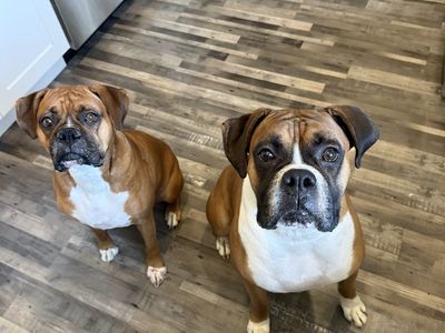 Loving Home Needed For Two Bonded Fawn Boxers