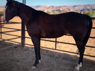 2021 AQHA Black Gelding