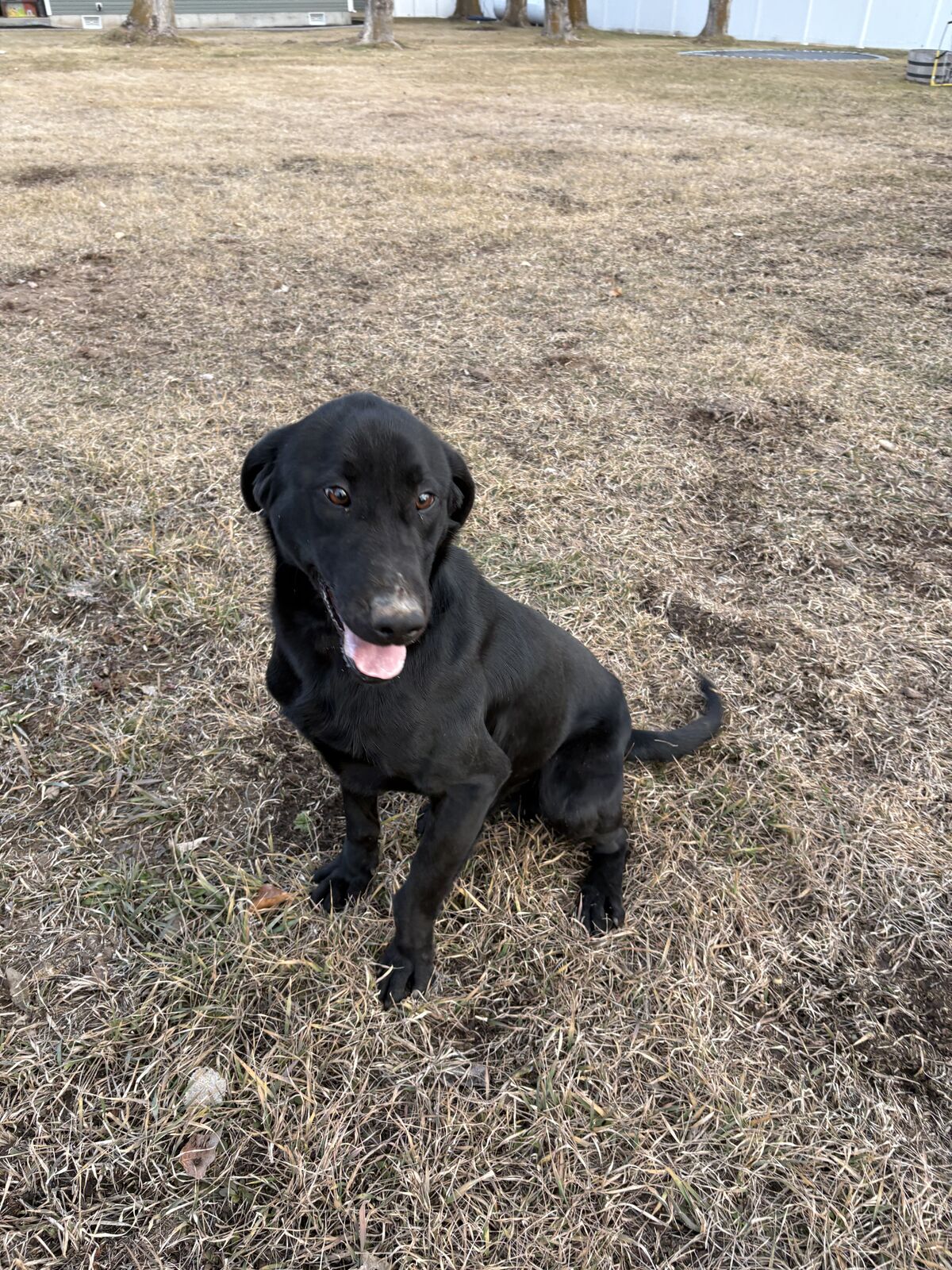 Black Lab for sale