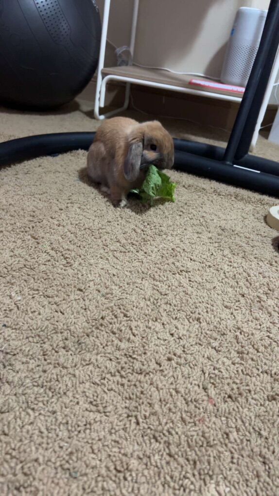 Sweetest Holland Lop