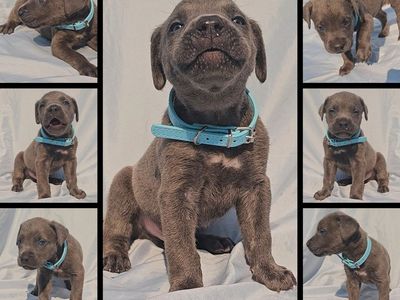 Rehoming Companions