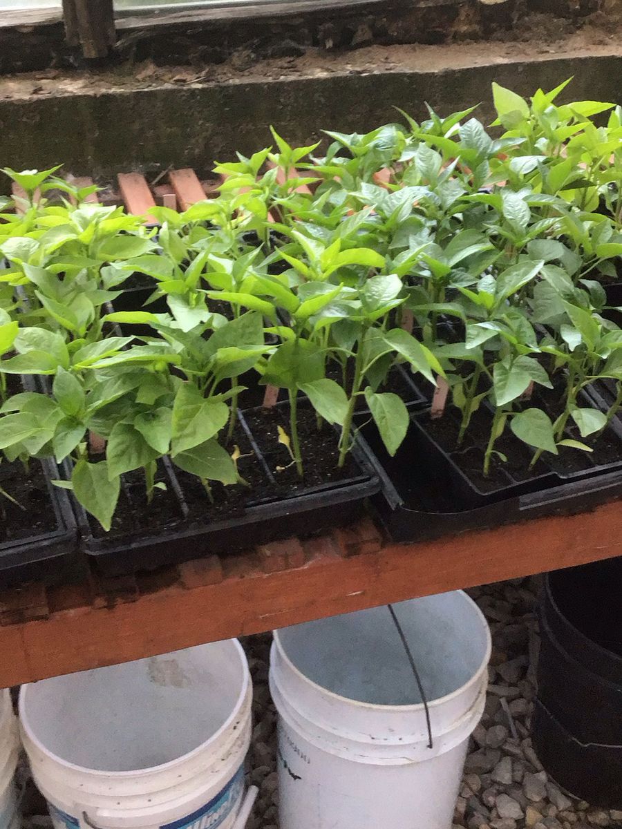 Tomato, pepper plats