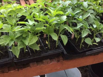 Tomato, pepper plats