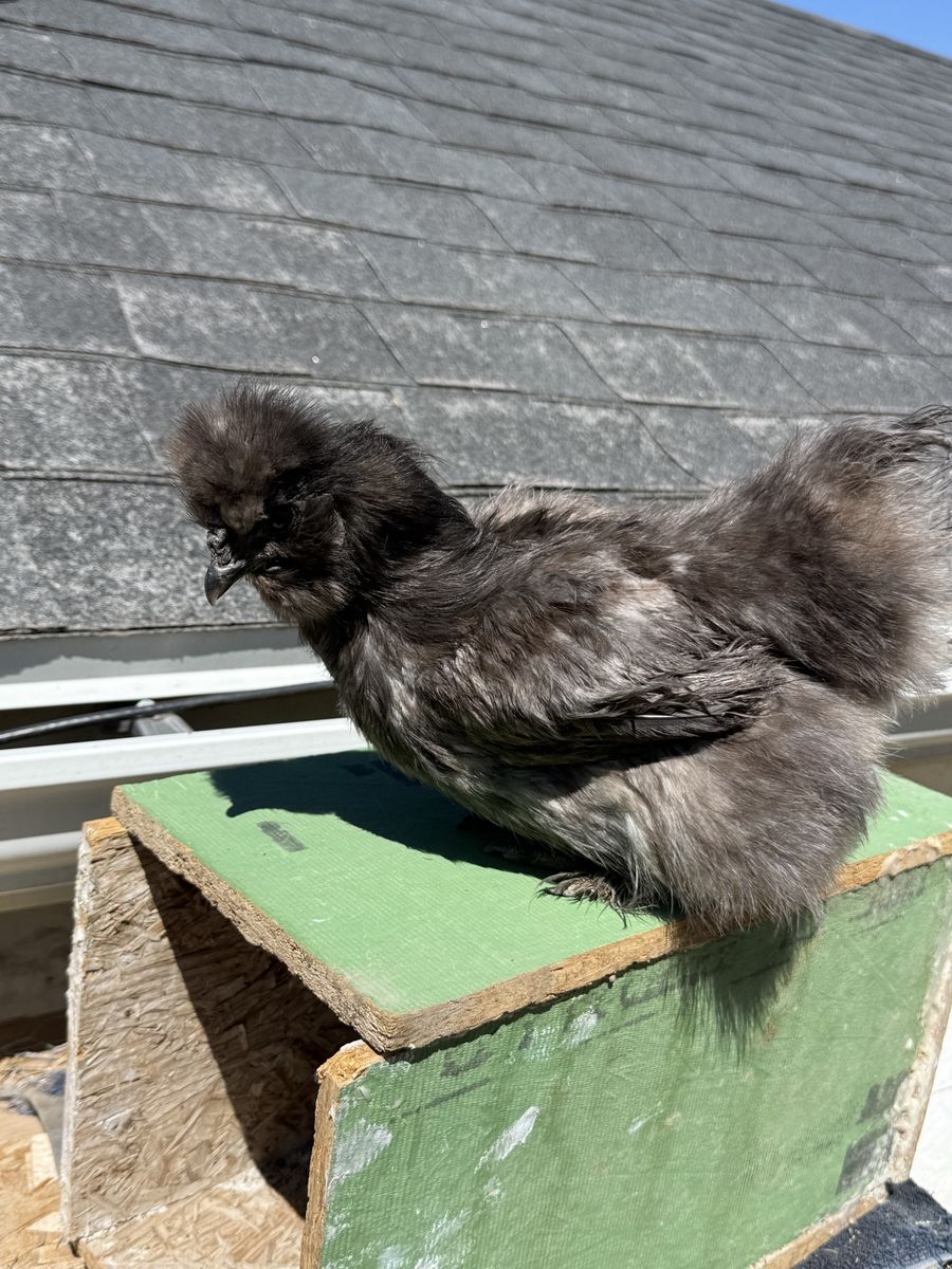 2 black silkies