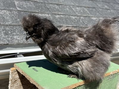 2 black silkies