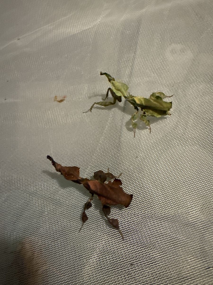 Praying mantids for sale 