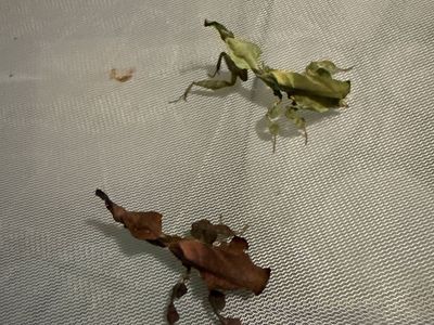 Praying mantids for sale