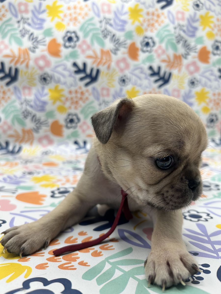 Rare Compact Pug Puppies