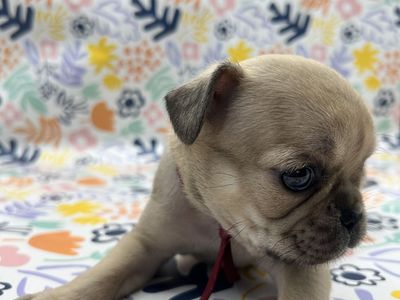 Rare Compact Pug Puppies