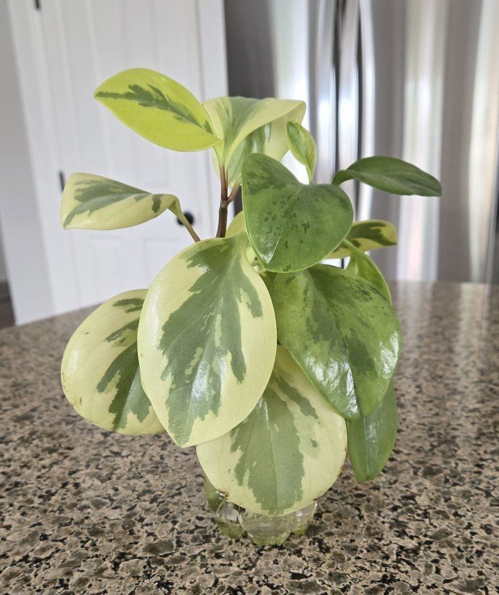 Peperomia Citrus Twist (Baby Rubber Plant)