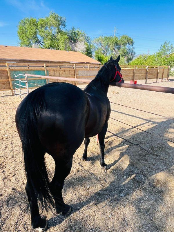 Beutiful Mare