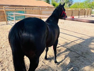 Beutiful Mare