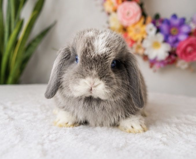 VM Blue Chinchilla Holland Lop Doe - Blue Eyes, Plush Coat, Sweet Temperament