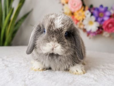 VM Blue Chinchilla Holland Lop Doe - Blue Eyes, Plush Coat, Sweet Temperament