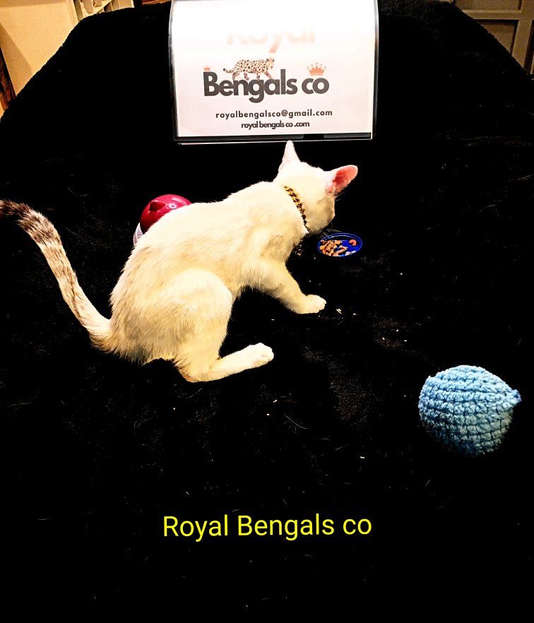 TICA Registered Bengal Kittens - Royal Bengals Co READY FOR HER FUREVER HOME.. NOW
( PRICE NEGOTIABLE TO A GOOD HOME )