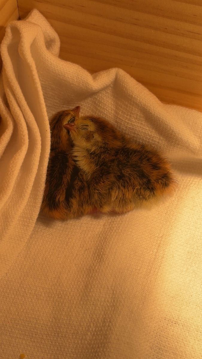 Baby Coturnix Quail Chicks