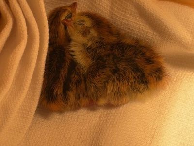 Baby Coturnix Quail Chicks