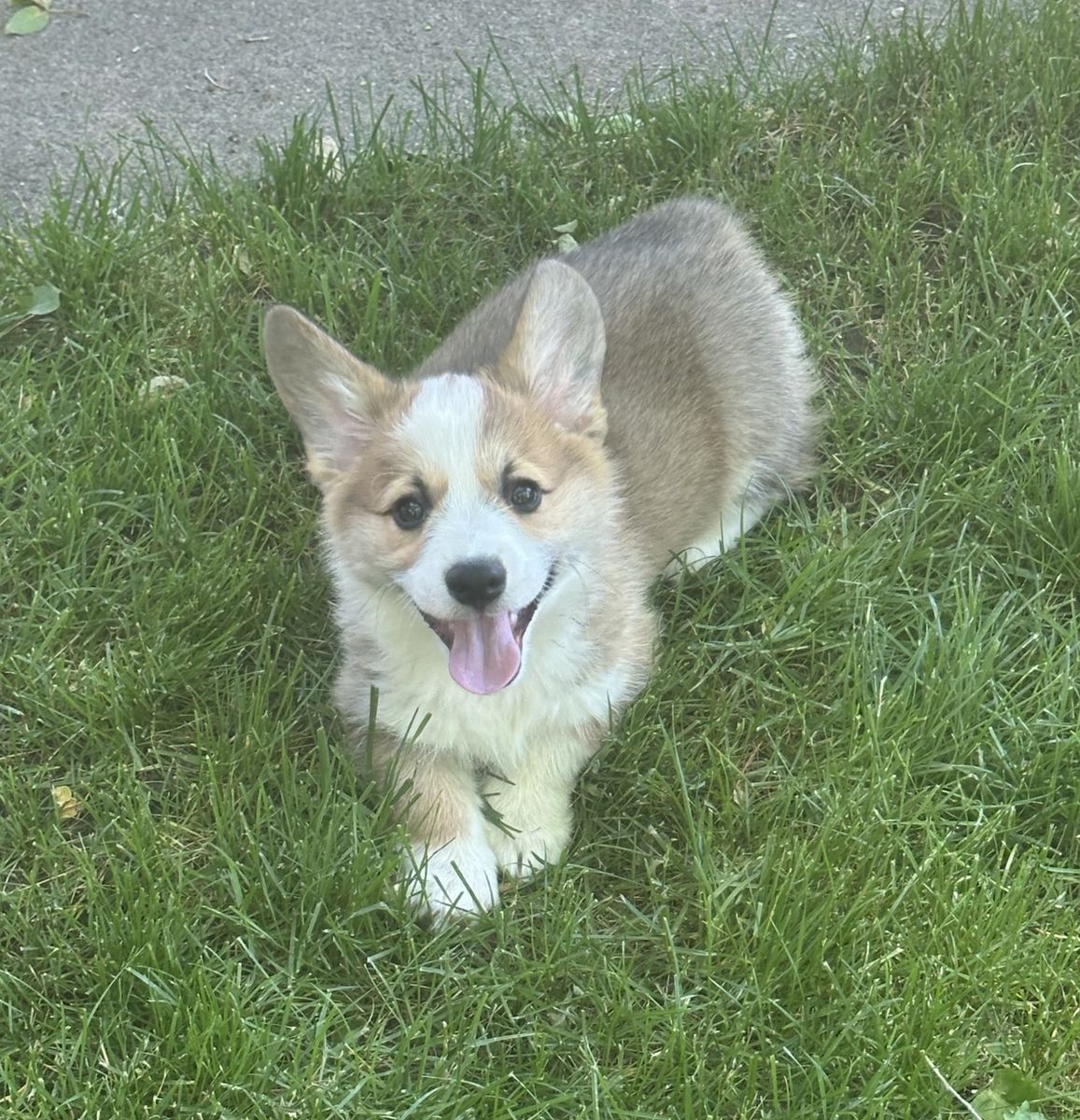 DNA Tested Triple Clear - AKC Corgi Pup
