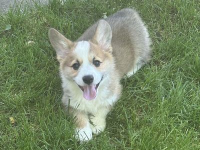 DNA Tested Triple Clear - AKC Corgi Pup