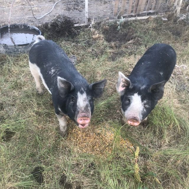 Berkshire Pigs