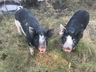 Berkshire Pigs