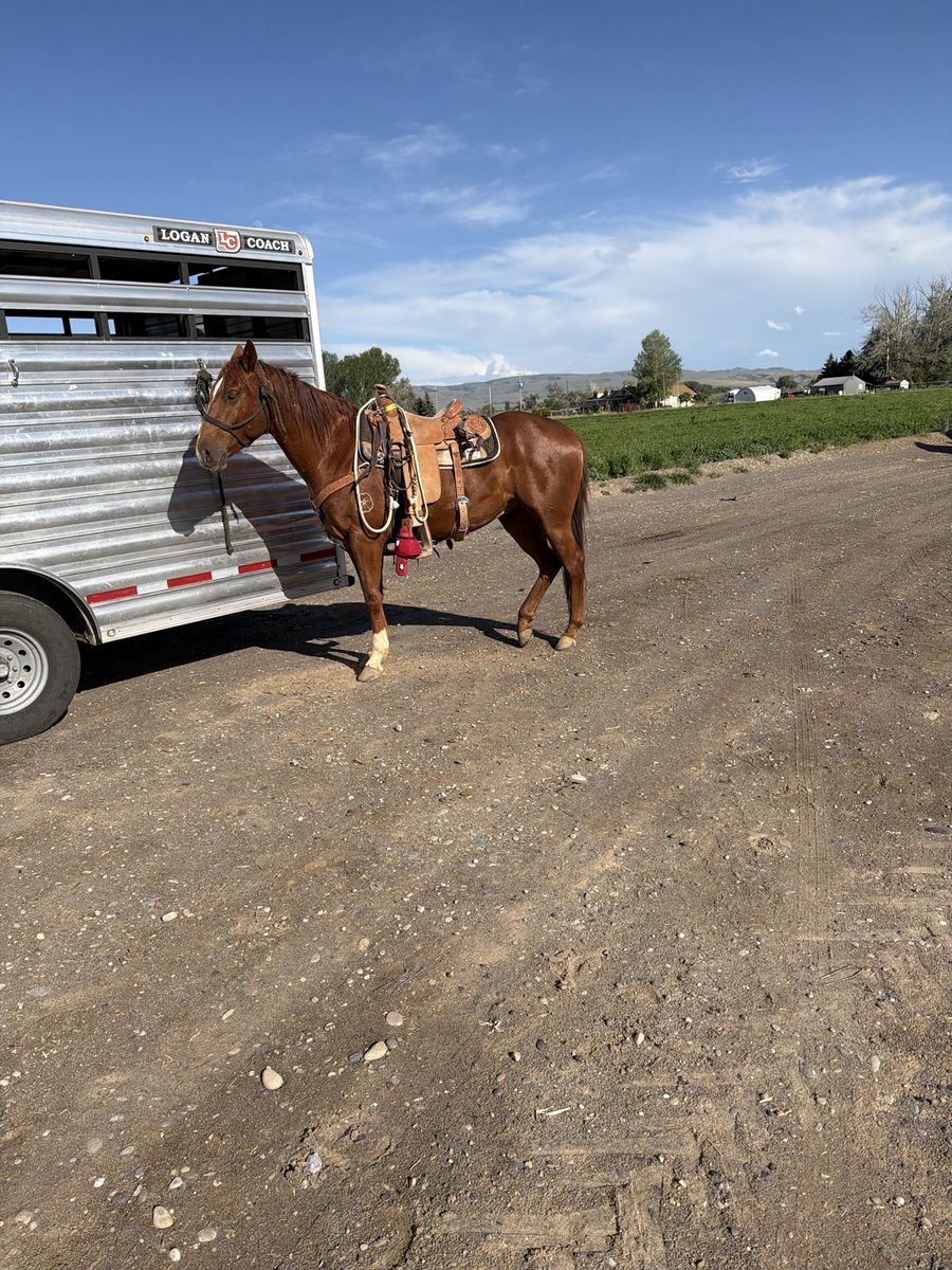 Green started calf/breakaway horse