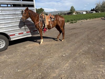 Green started calf/breakaway horse