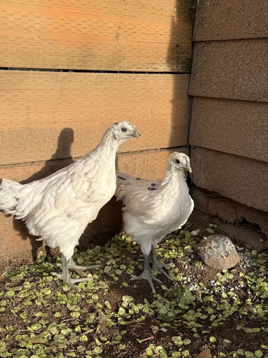 Zombie Chicken Rooster