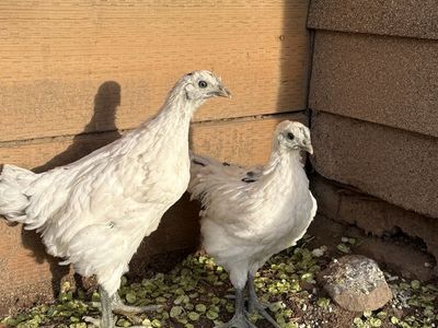 Zombie Chicken Rooster