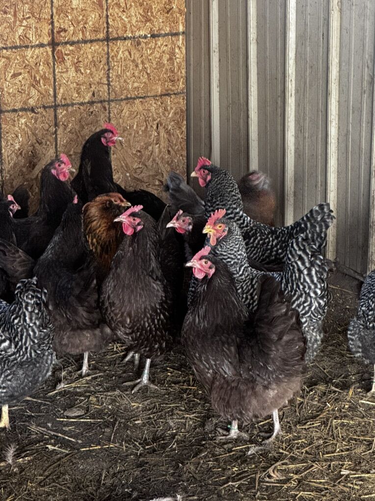 Young Chickens In Ogden