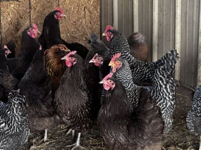 Young Chickens In Ogden