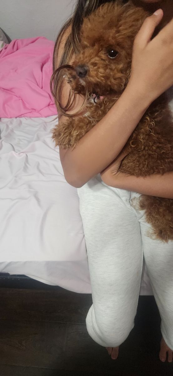 9 month old toy poodle