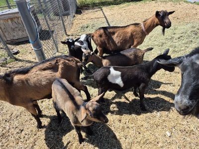 Oberhasli baby goats for sale