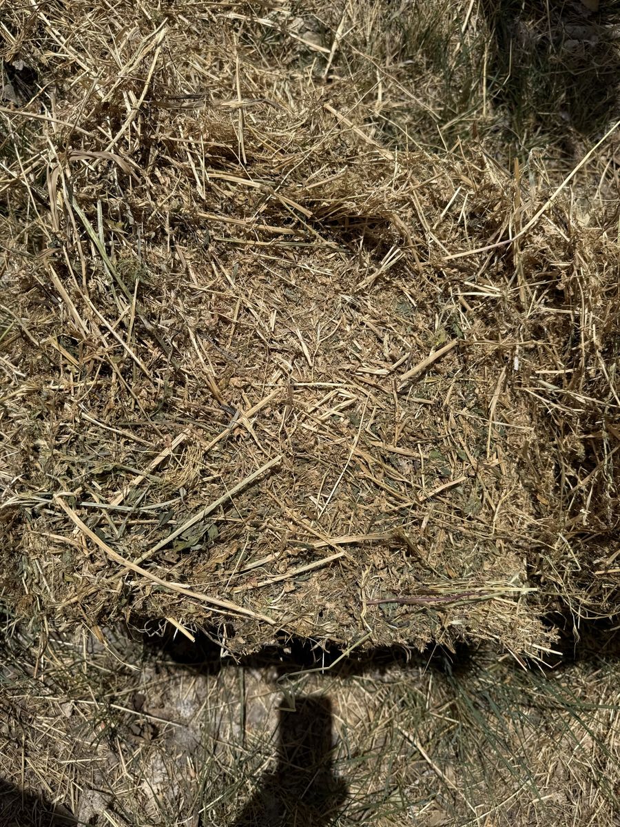 Main image 5